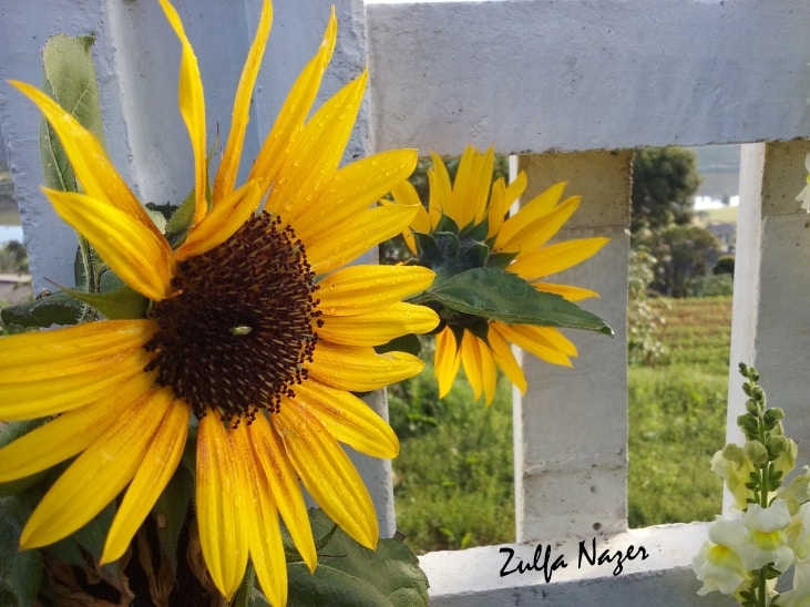 Imagen de perfil de Zulfa Nazer