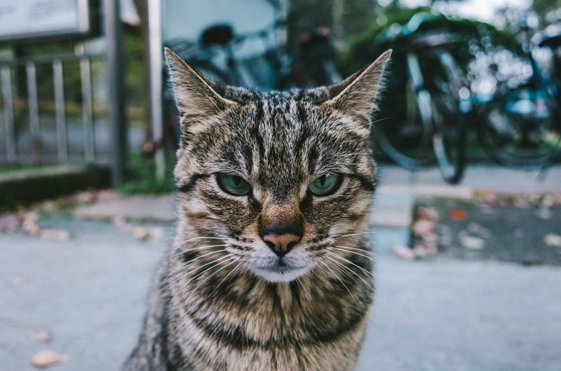 Avatar of user Kido Dong