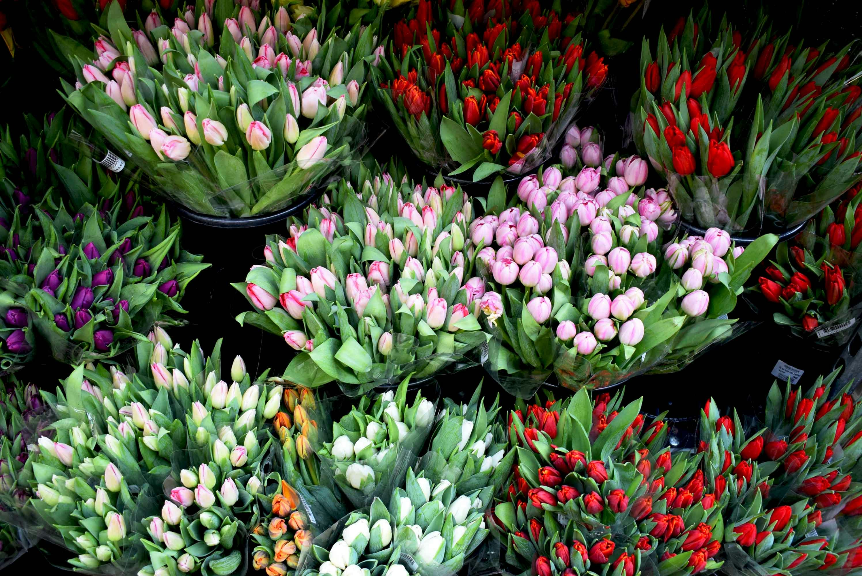 Avatar of user Kristina Tripkovic