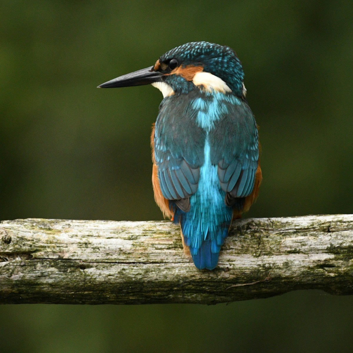 Go to Jan Meeus's profile