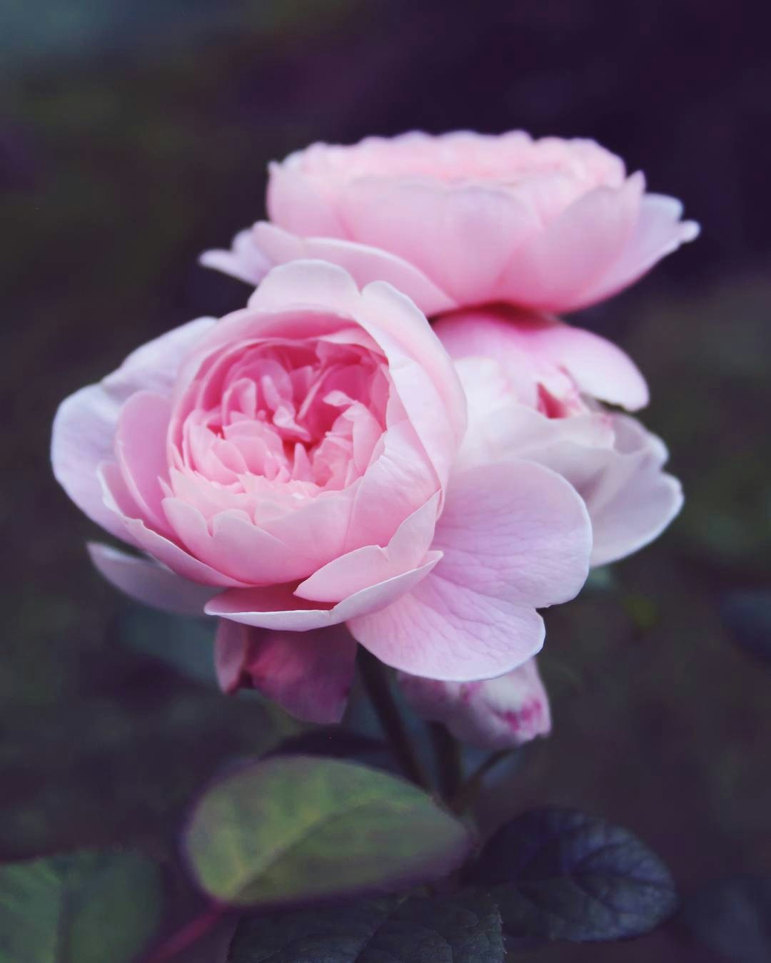 Accéder au profil de Wang Wei