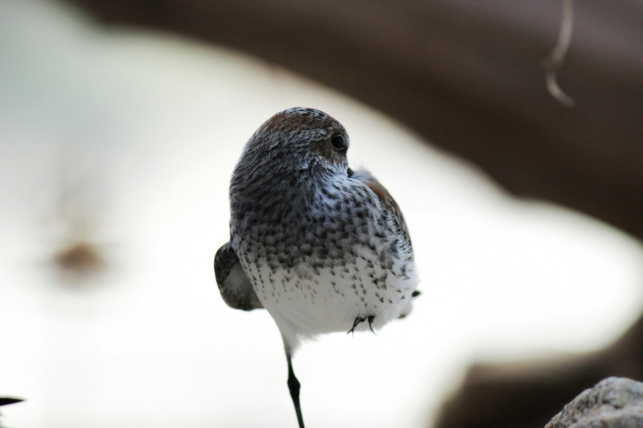 Go to Jo Schell's profile