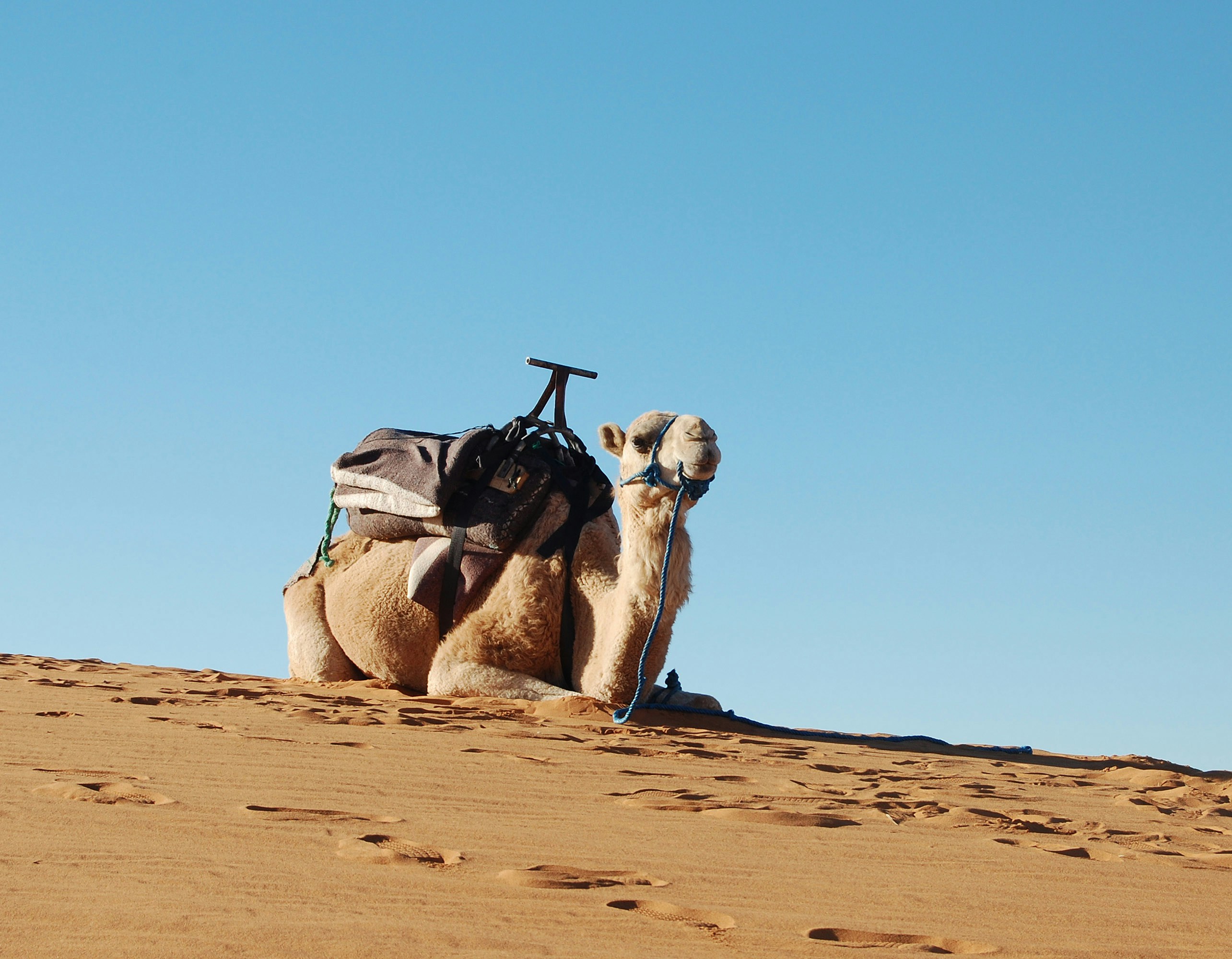 Go to Ferran Feixas's profile