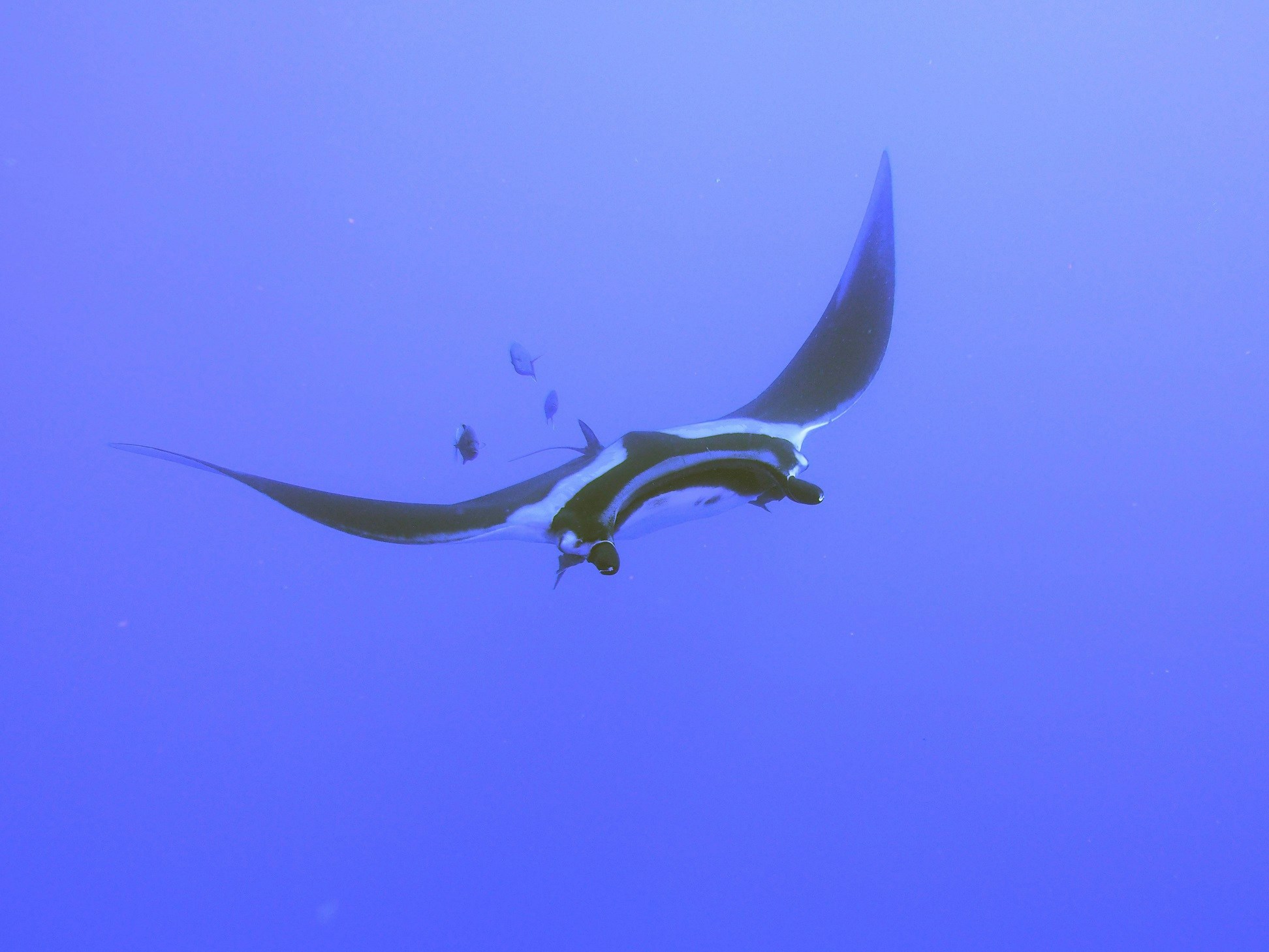 Go to Swanson Chan's profile