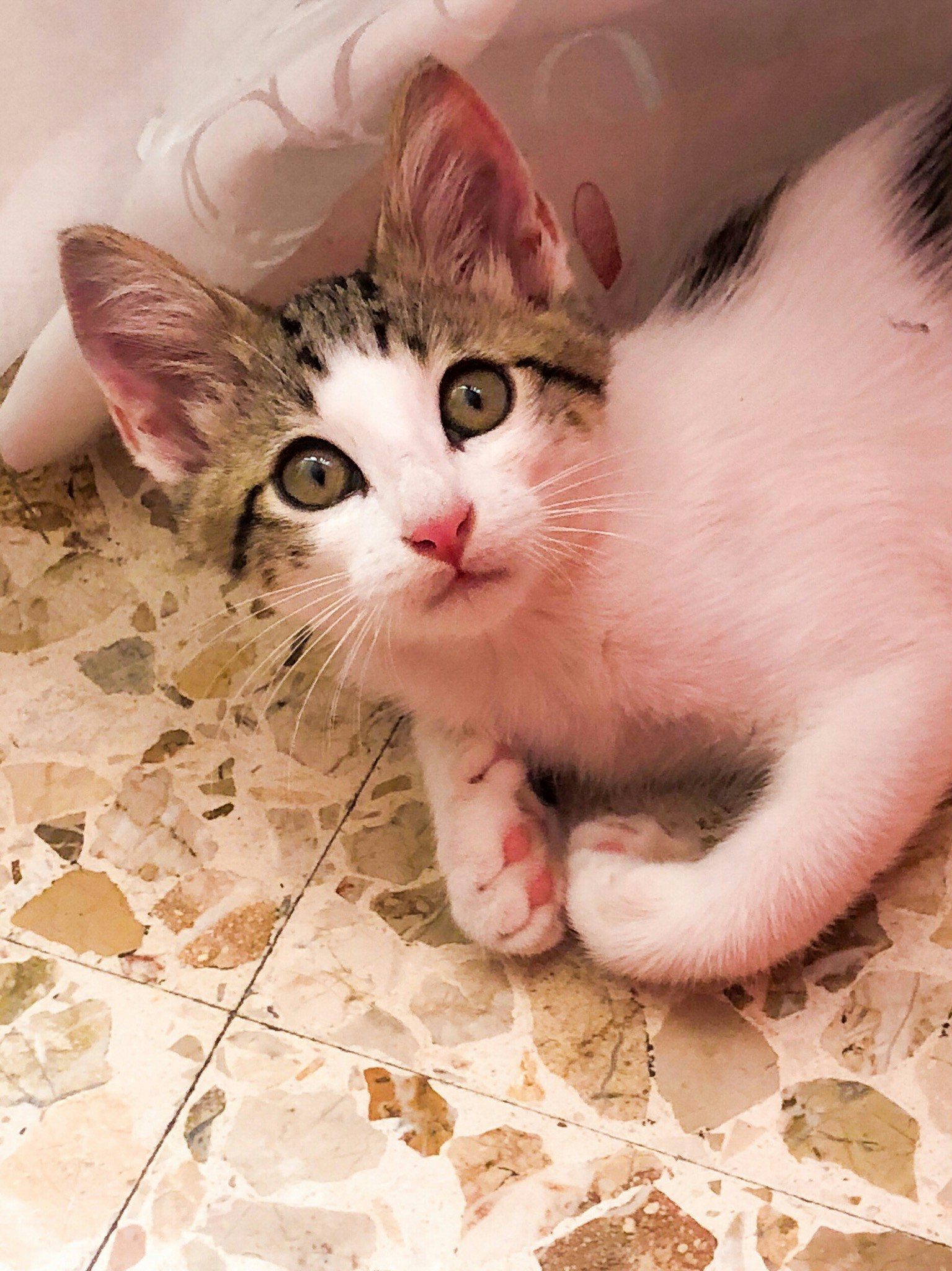 Go to Eleonora Albasi's profile