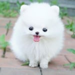 Avatar of user Marshmallow Puppy