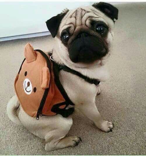 Avatar of user Bora Sözüer