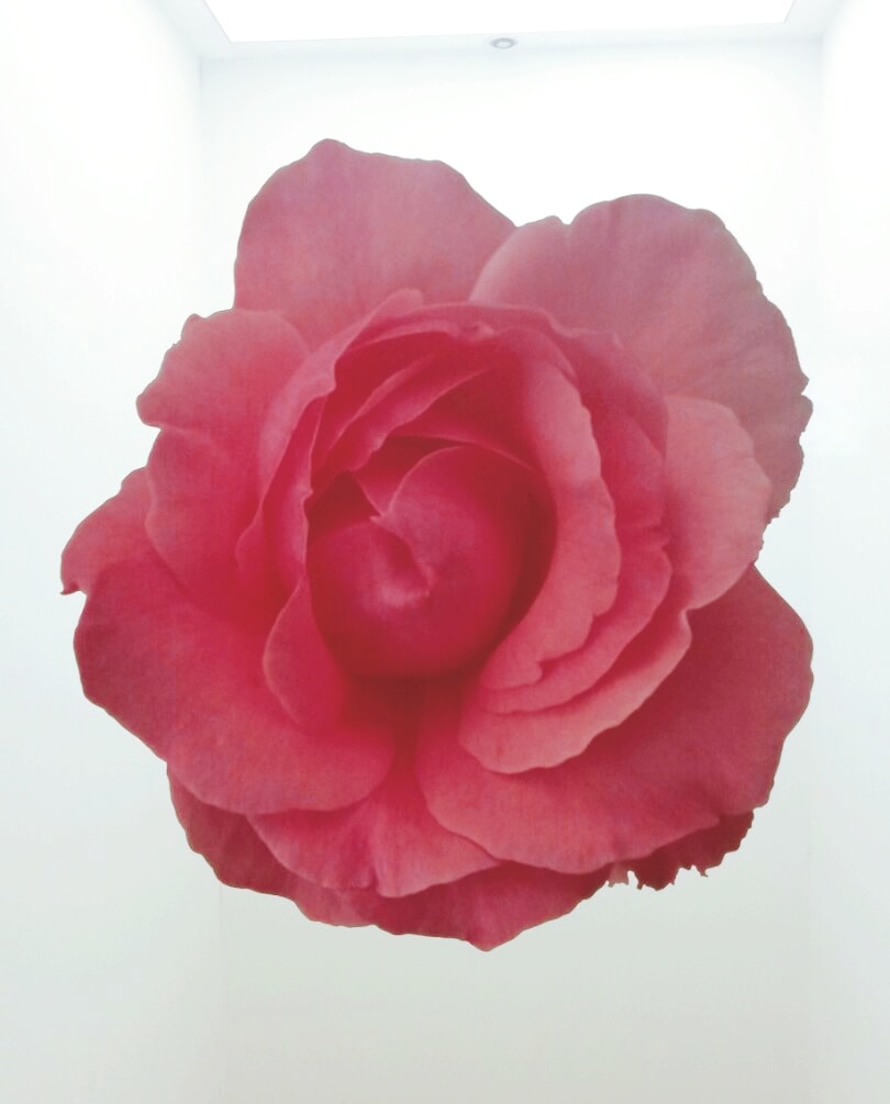 Ve al perfil de 소녀 🌷