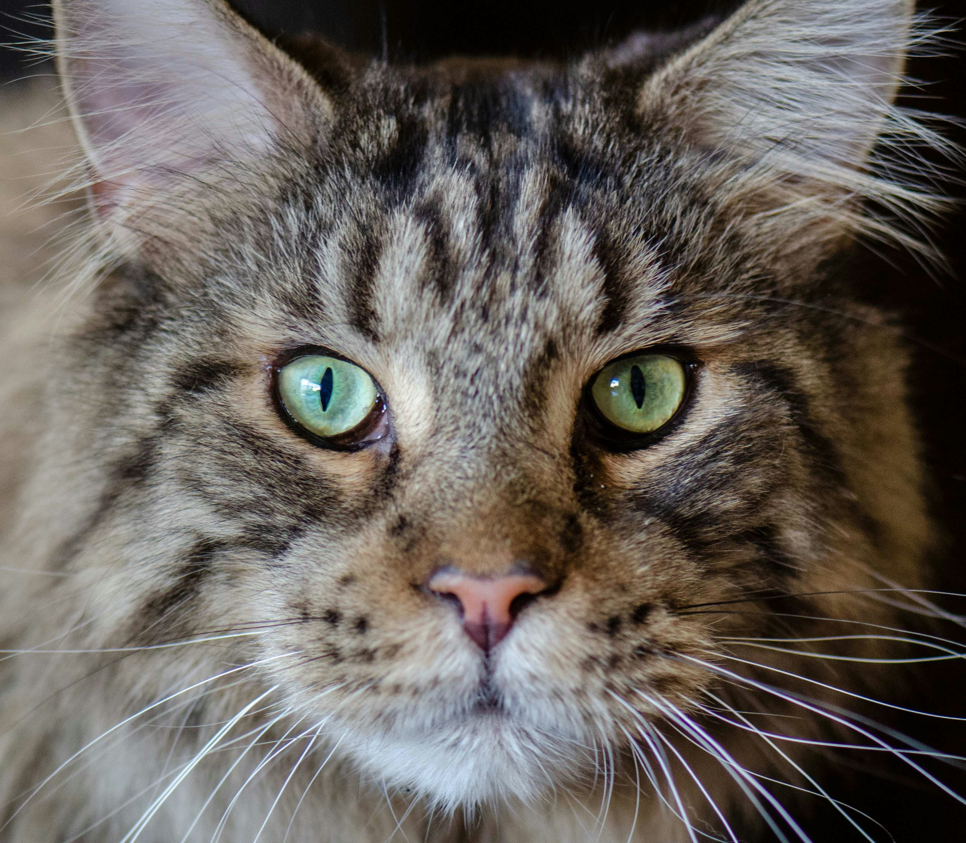 Ir para o perfil de Susanne Schwarz