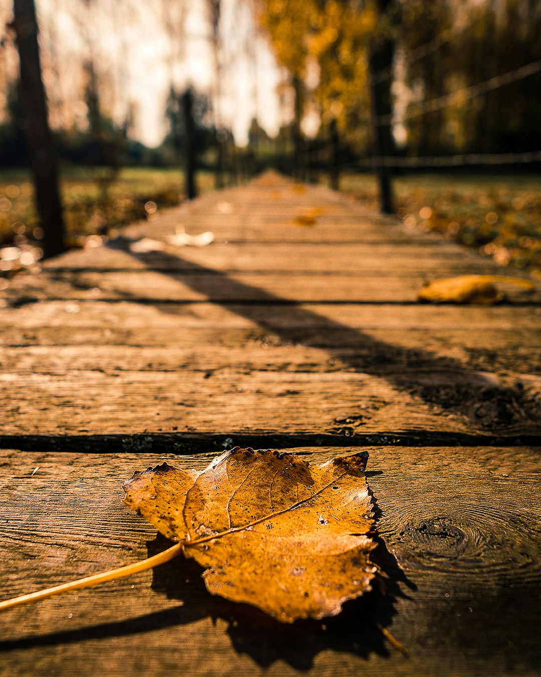 Ir para o perfil de Bram Laenen