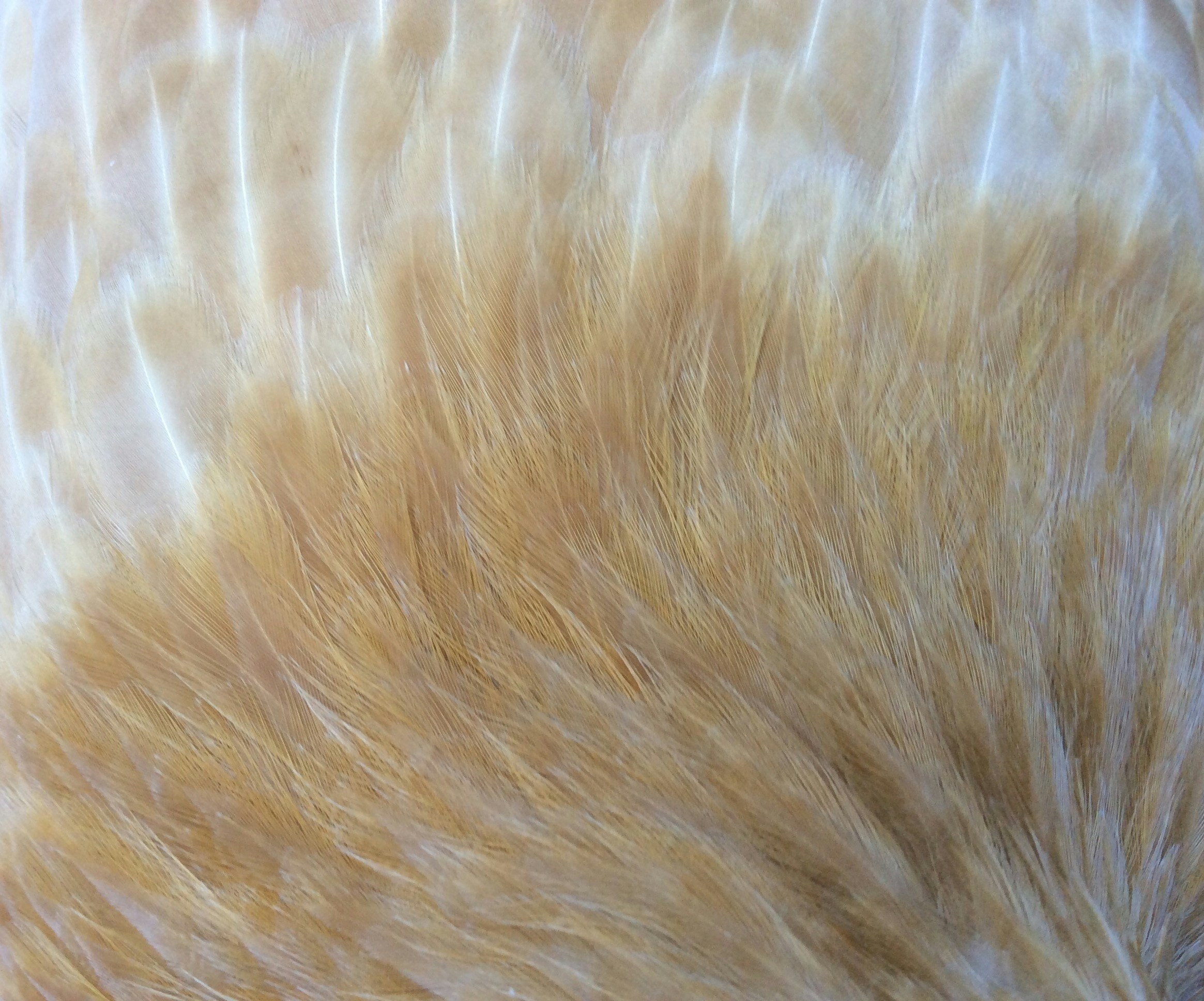 Ve al perfil de Indie Edmunds