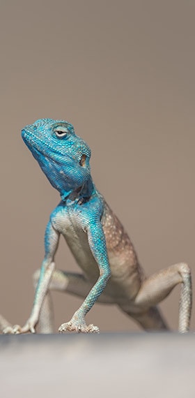 Go to Blue Lizard's profile