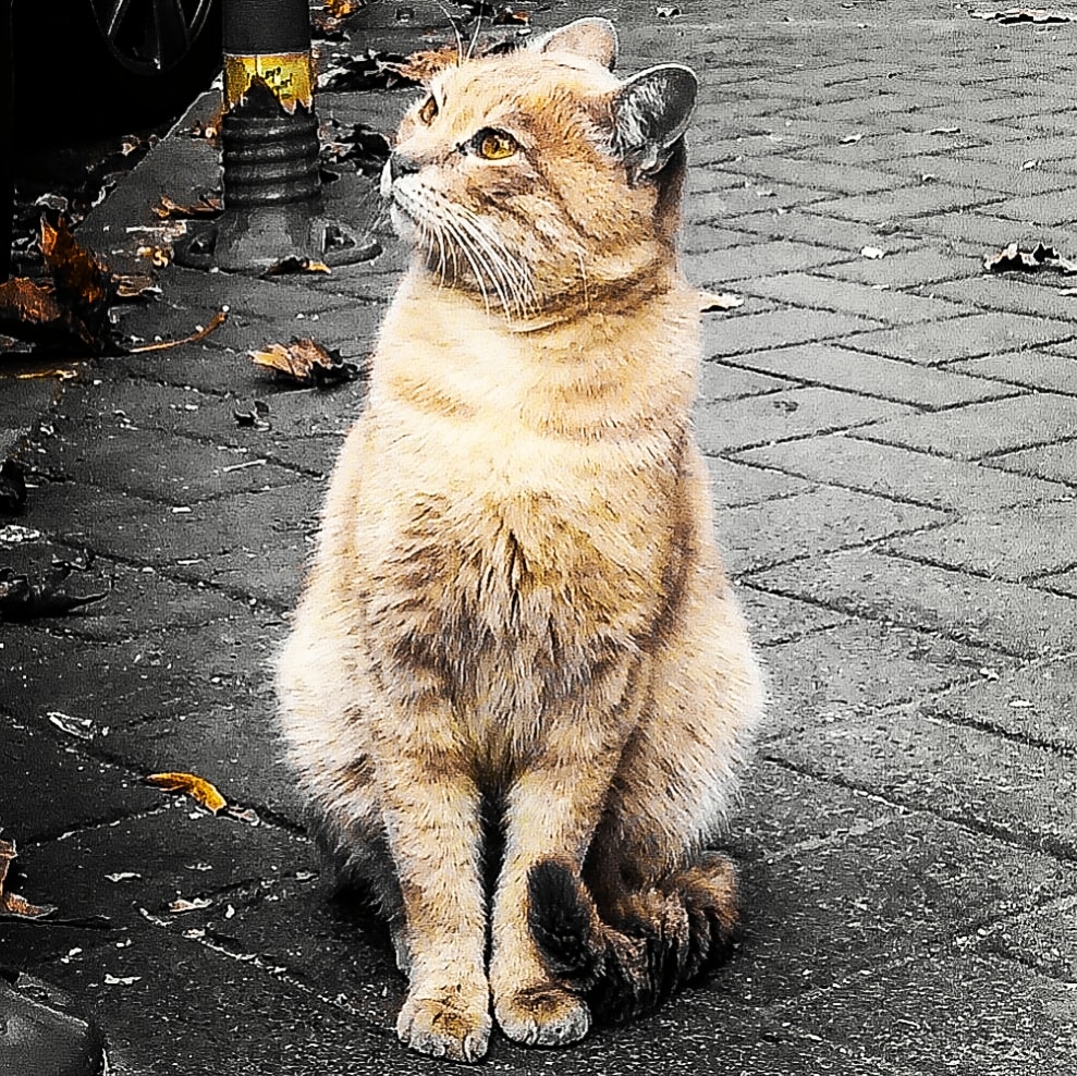 Avatar of user Eren Namlı