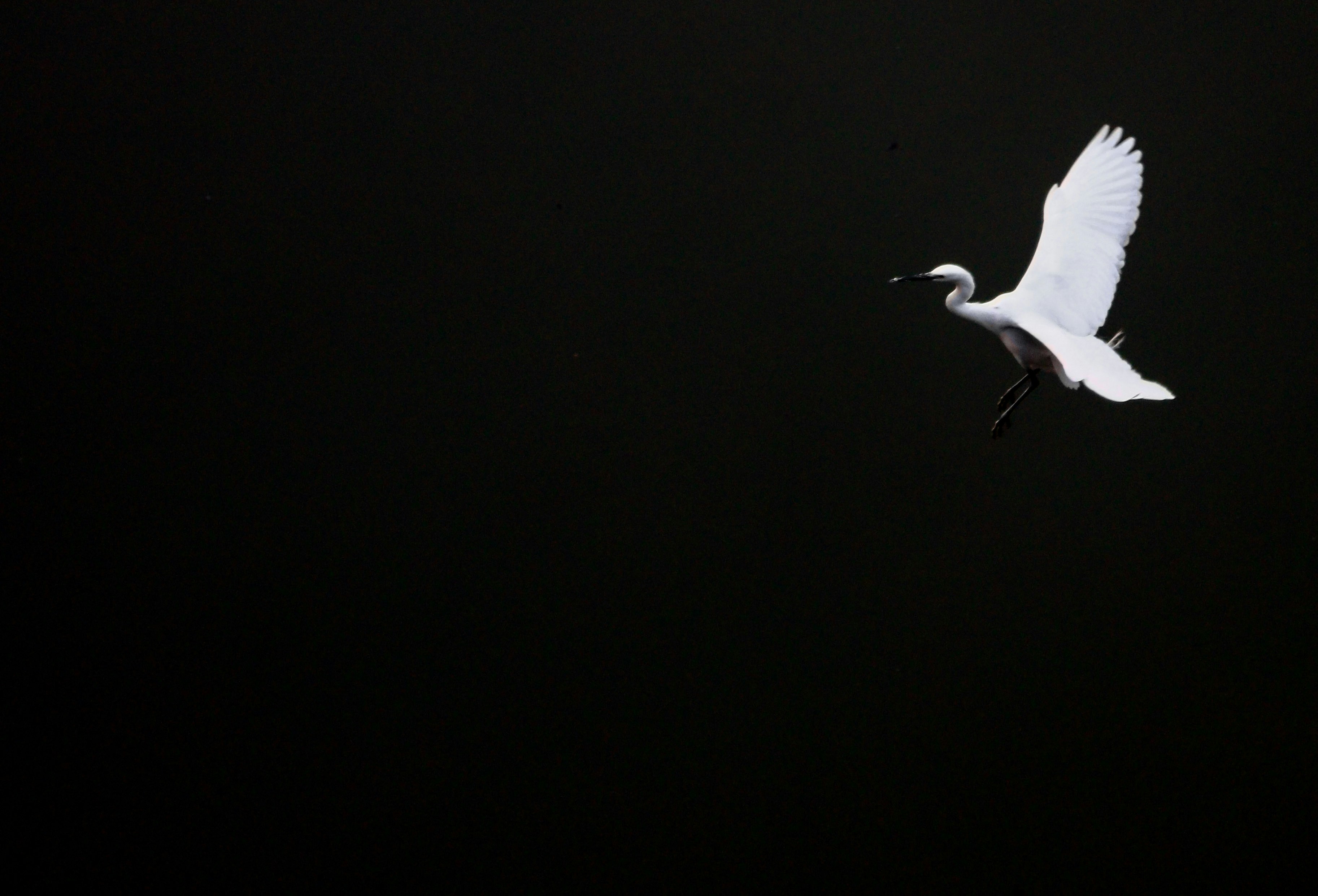 Go to zhengtao tang's profile