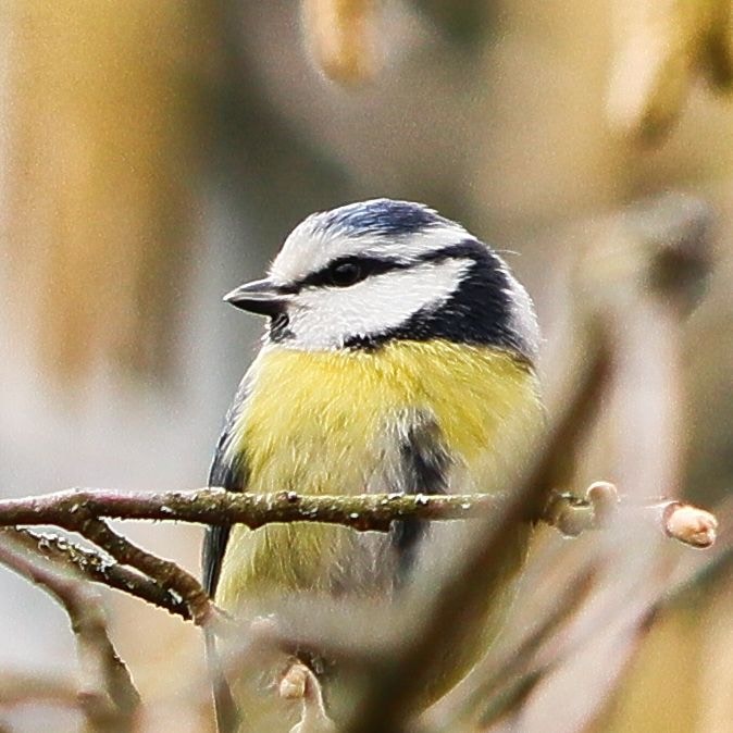 Go to Jens Frank Jakob's profile