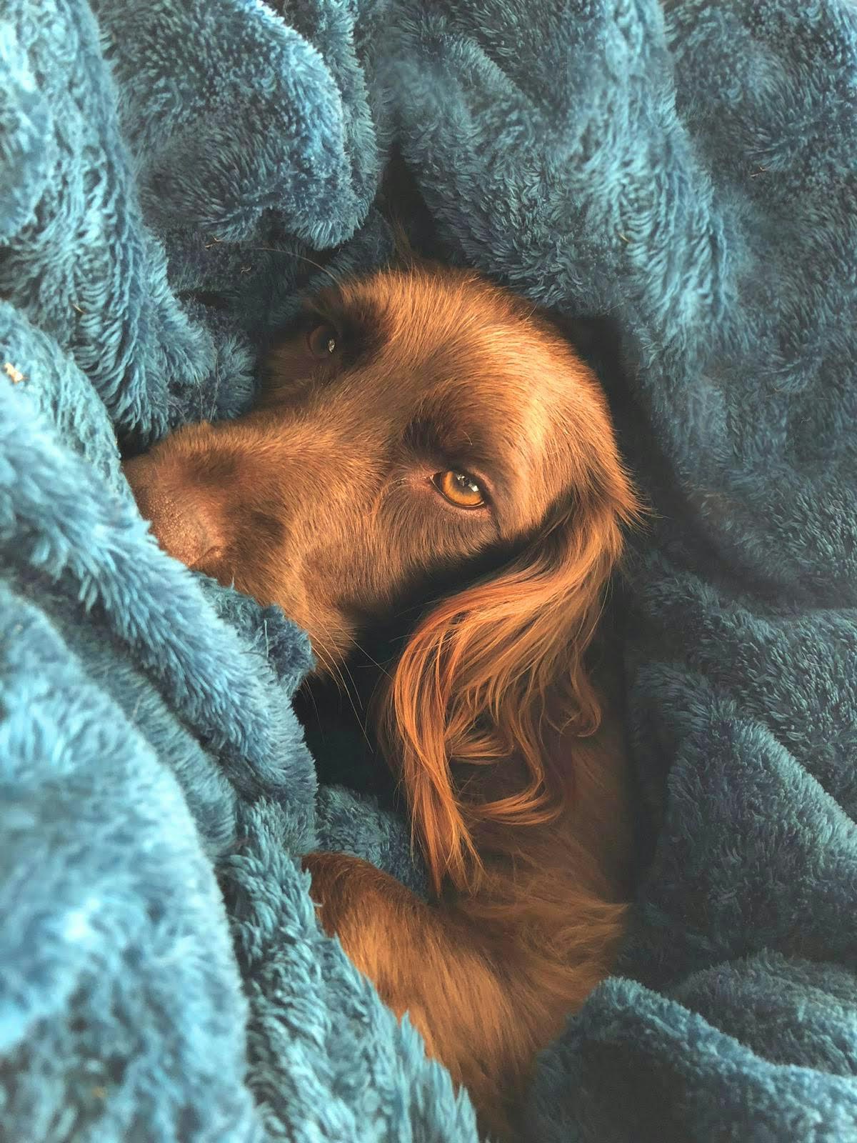 Zum Profil von Carl Revell