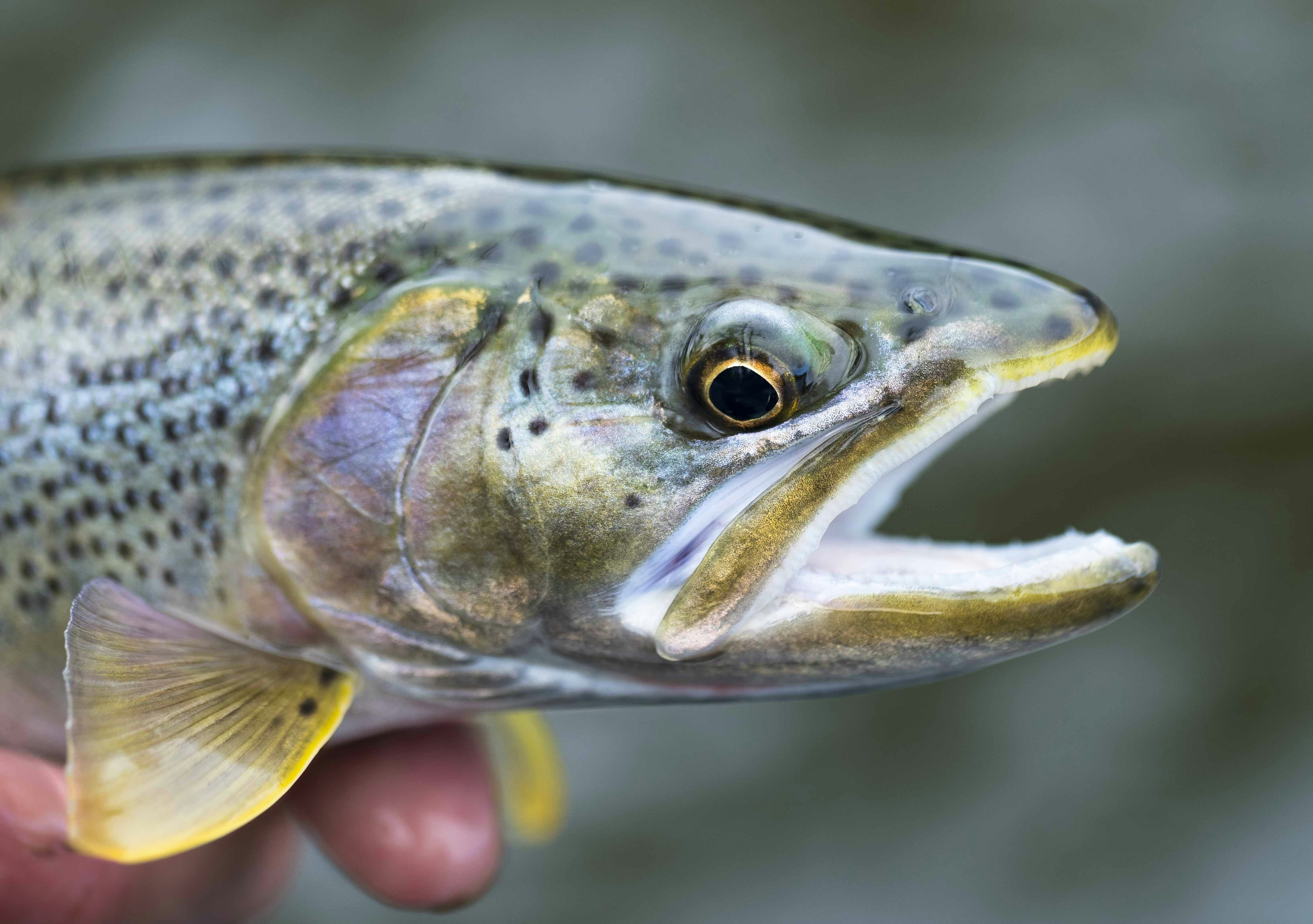 Avatar of user Todd Turner