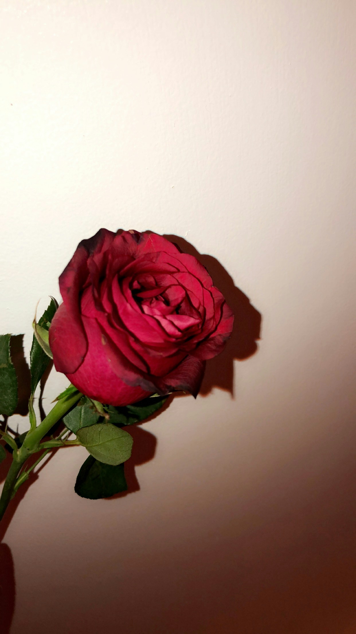 Accéder au profil de Elizabeth Jorge