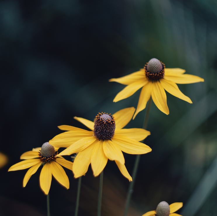 Go to Louis's profile