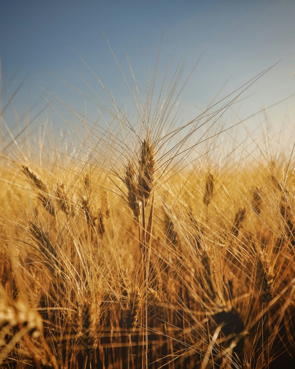 Avatar of user Madhur Soni