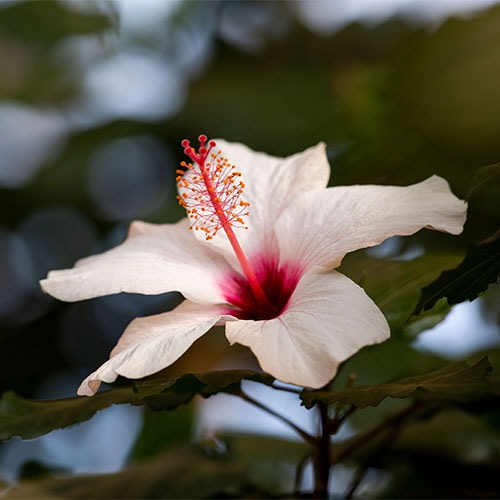 Unsplash profile picture for @biodiversity
