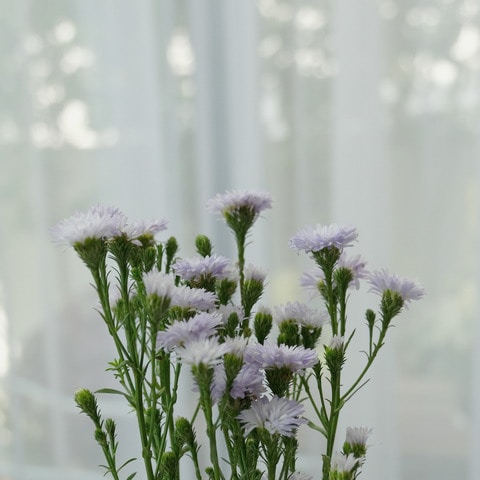 Go to pie apple's profile