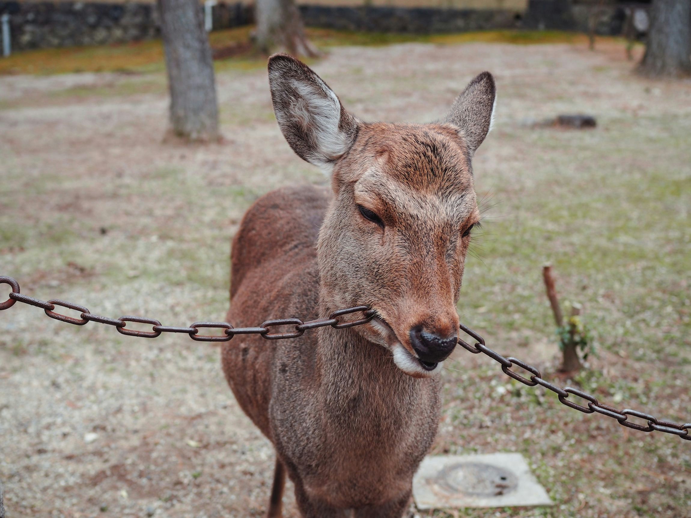 Avatar of user Vicky Ng