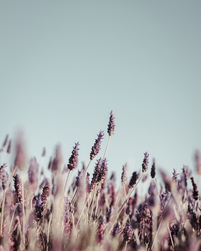 Unsplash profile picture for @farewell