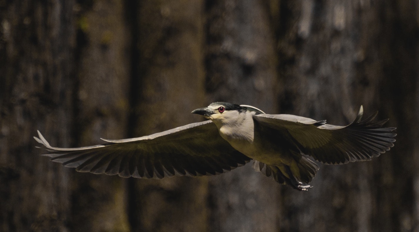 Avatar of user gang coo