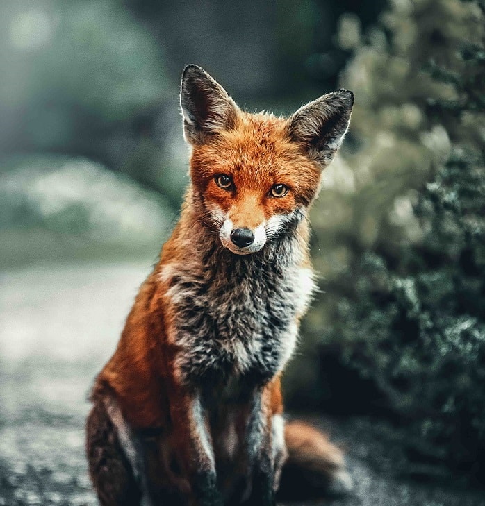 Buka profil TheFullFrameFox