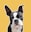 Go to IgorTheGoodBoy on IG — Boston Terrier's profile