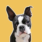 Avatar of user IgorTheGoodBoy on IG — Boston Terrier