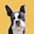 Zum Profil von IgorTheGoodBoy on IG — Boston Terrier