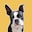 Go to IgorTheGoodBoy on IG — Boston Terrier's profile