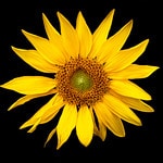 Go to Huy Vo's profile