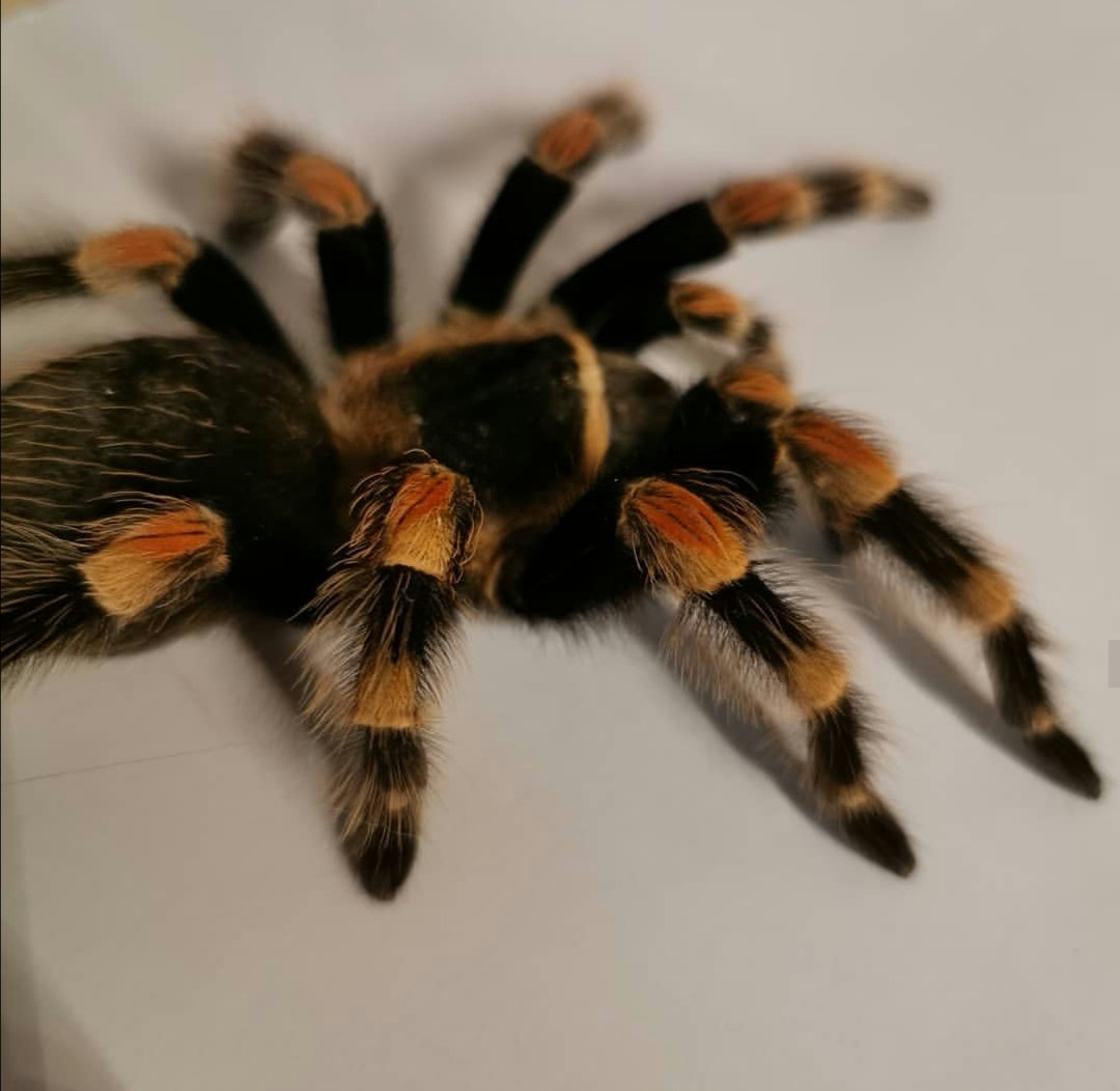 Go to Julian Göbel's profile