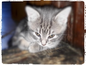 Go to Alfred Lutz's profile