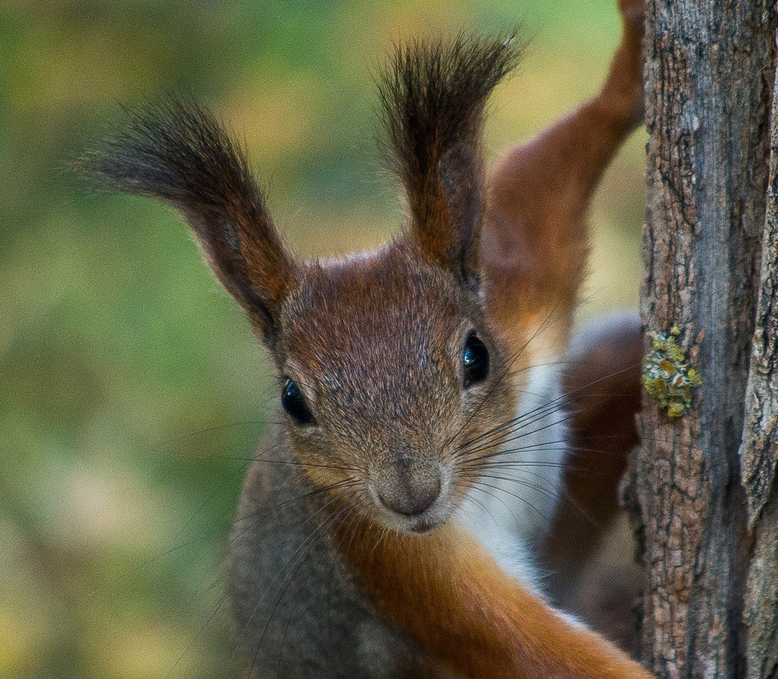 Go to Pavel Storchilov's profile