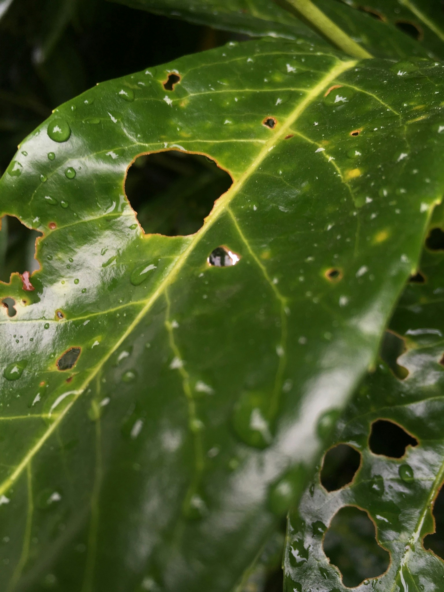 Go to Issy Bailey's profile