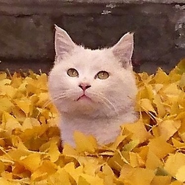 Zum Profil von Elvis Zhang