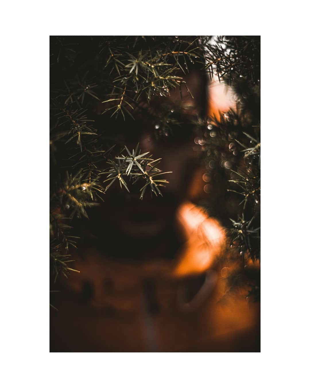 Zum Profil von Bakir Custovic