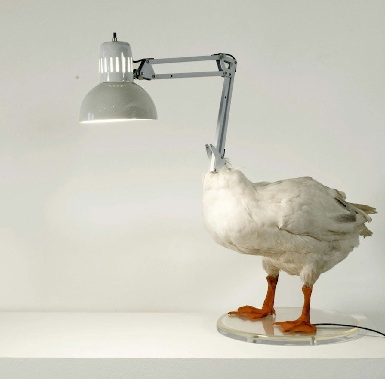 Go to Ducky Duc's profile