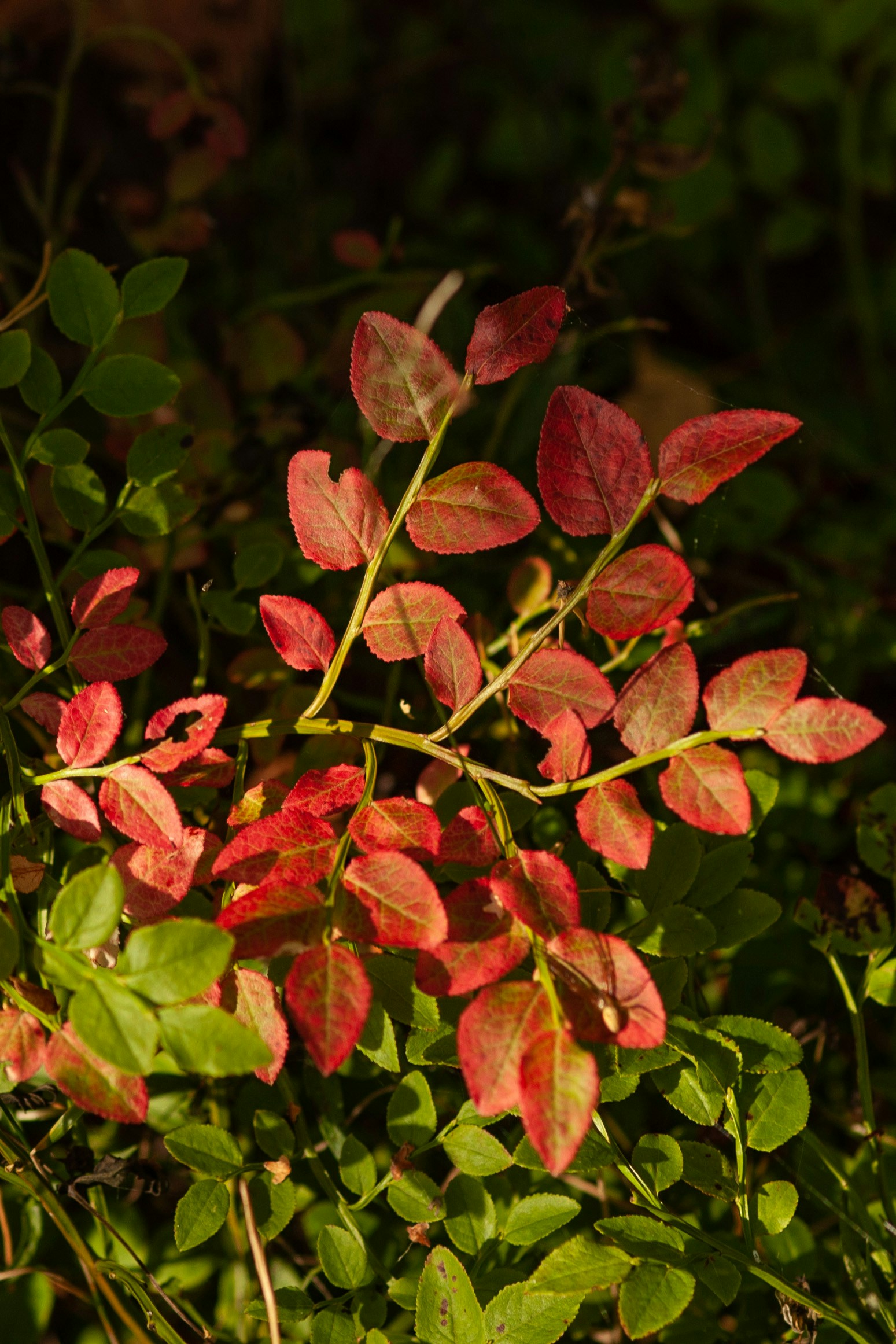 Go to Daniel Bronevoy's profile