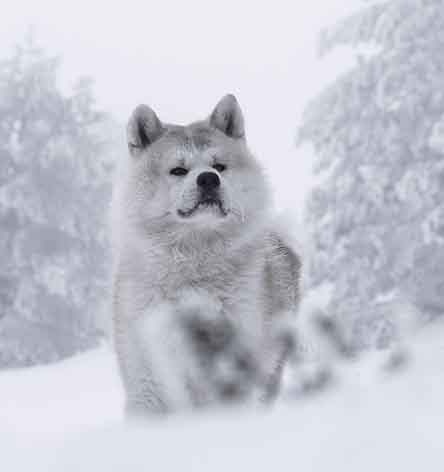 Ve al perfil de Pinto Art