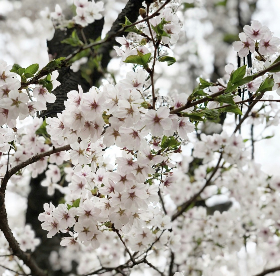 ZaiB Tseのプロフィールを見る