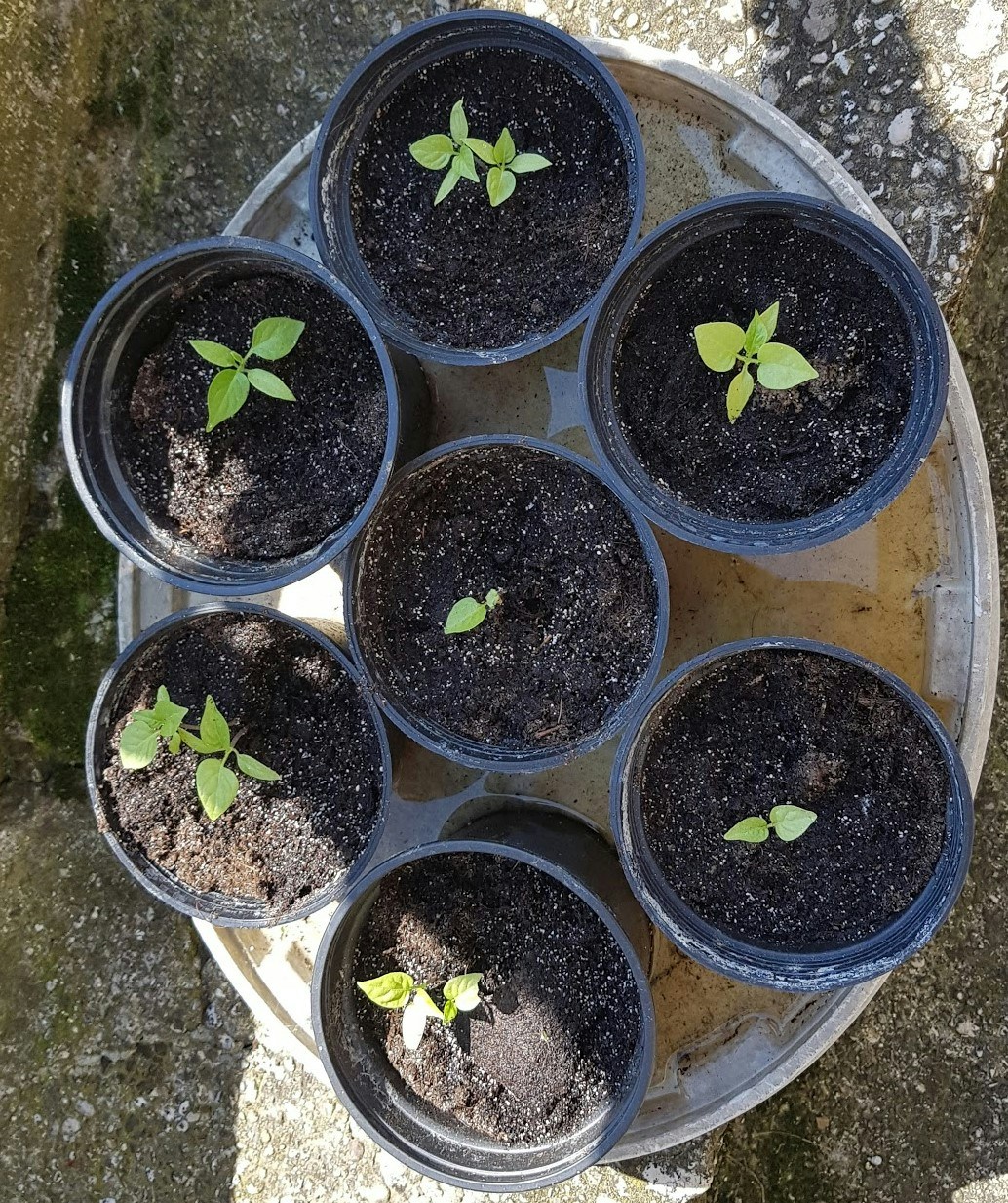 Go to Simon Mavsar @mychilligarden.com's profile