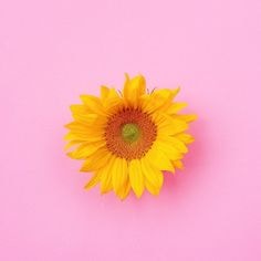Go to pandarekuwa's profile