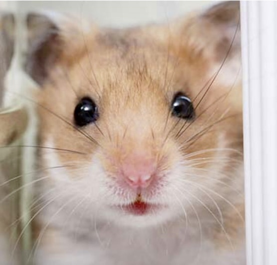Unsplash profile picture for @hamsters
