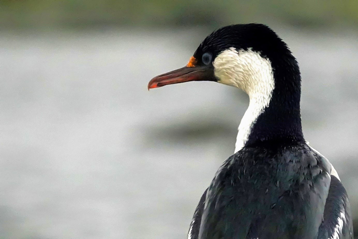 Zum Profil von Long Ma