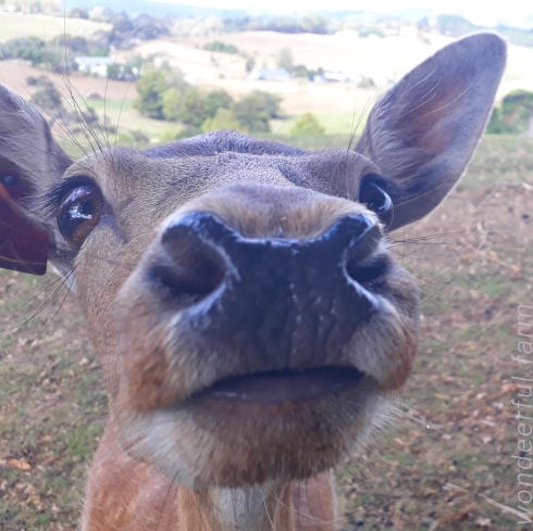 Go to Rinnie Deer's profile